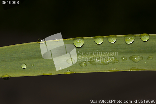 Image of waterdrops