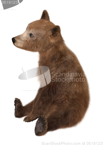 Image of Brown Bear Cub