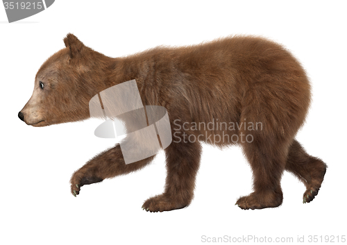 Image of Brown Bear Cub