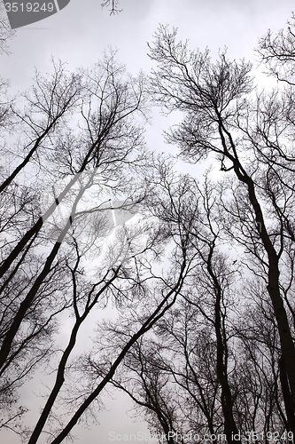 Image of Bare trees