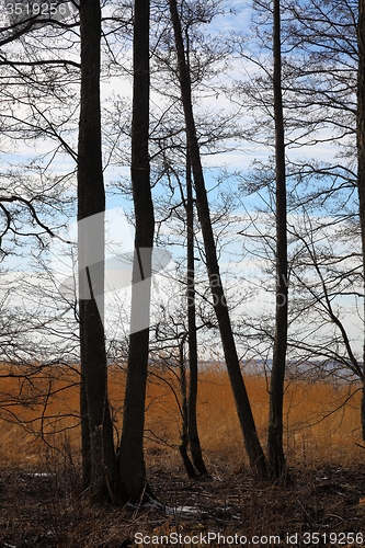 Image of Bare trees