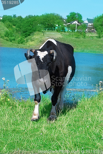 Image of black cow with white spots