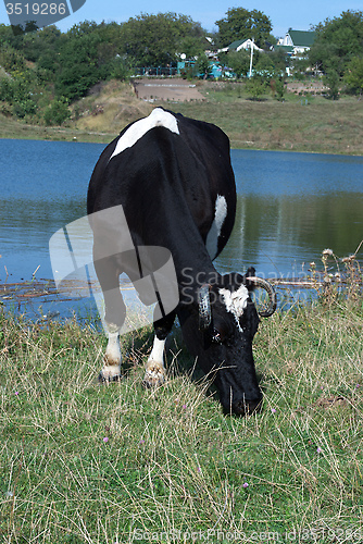 Image of black cow