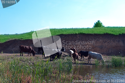 Image of cows graze