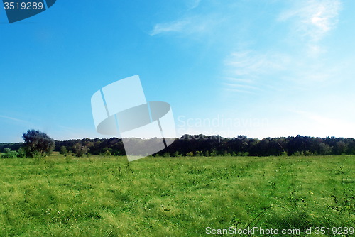 Image of field trees