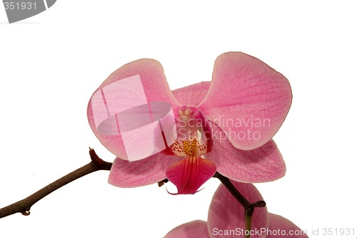 Image of Orchid (Phalaenopsis)