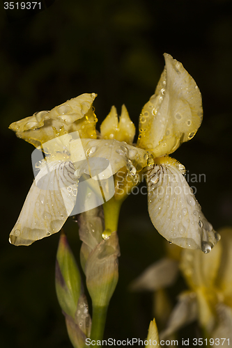 Image of yellow iris