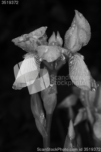 Image of iris n black and white