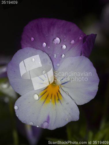 Image of pansy in tears