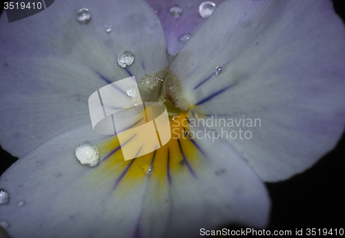 Image of pansy