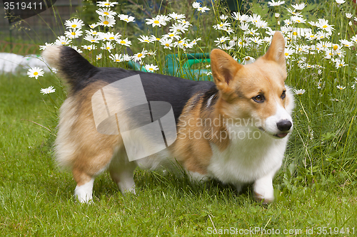 Image of in front of the daisies