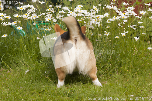 Image of searching the daisies