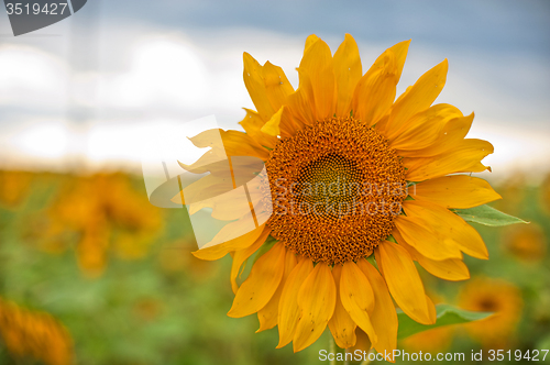 Image of sunflowers