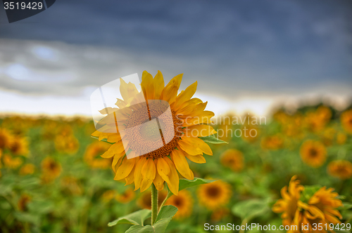 Image of sunflowers