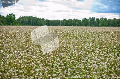 Image of Buckwheat field 