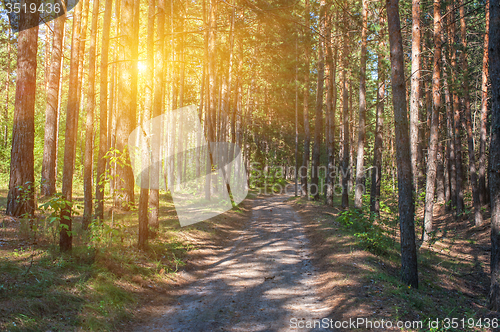 Image of Forest