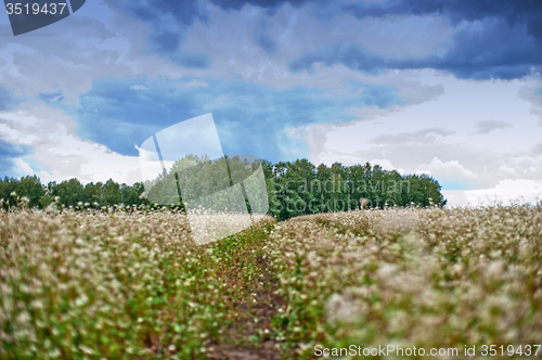 Image of Buckwheat field and road