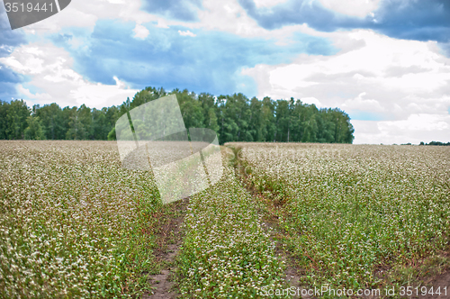 Image of Buckwheat field and road