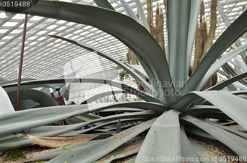 Image of Close up of huge agave plants