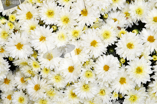 Image of Chrysanthemum flower in the Gardens by the Bay