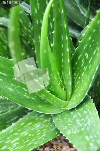 Image of Aloe vera