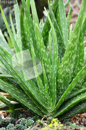 Image of Aloe vera