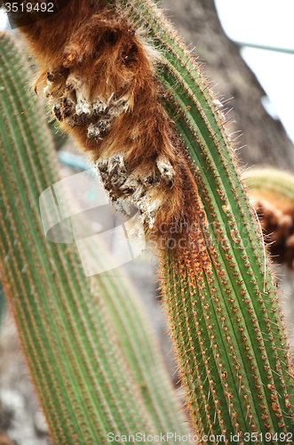 Image of Wooly cactus