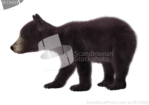 Image of Black Bear Cub