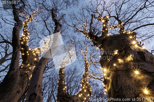 Image of Illuminated tree 