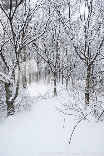Image of Winter forest