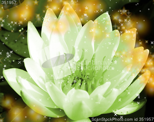 Image of Water lily