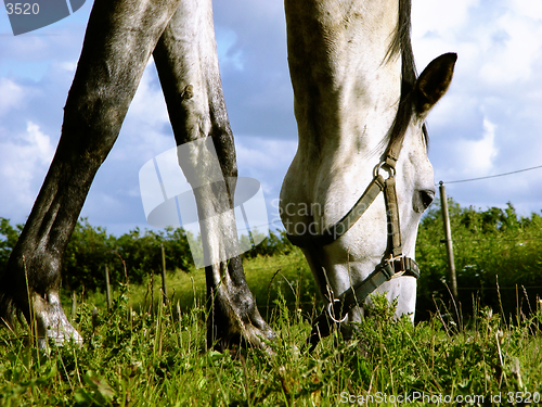 Image of white horse browsing