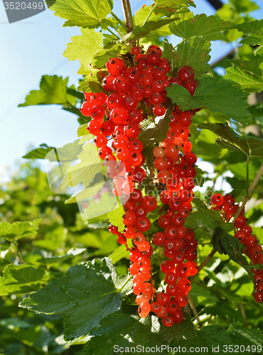 Image of Red currant