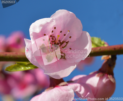 Image of Spring