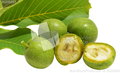 Image of Green young walnuts in husks