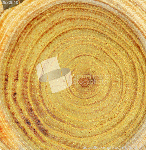 Image of Wood slice