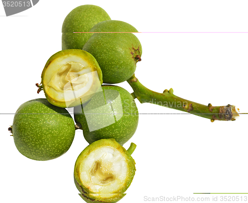 Image of Green young walnuts