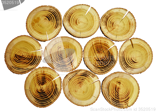 Image of Wood slices