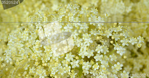 Image of Blossom elderberry