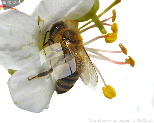 Image of Bee collects pollen