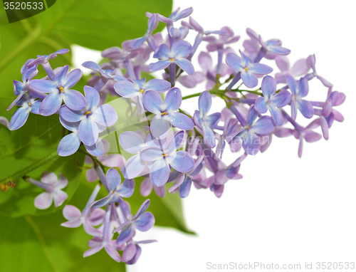 Image of Lilac