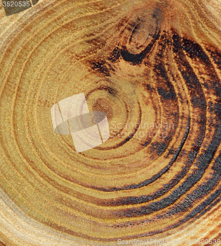 Image of Wood slice