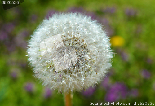 Image of Dandelion