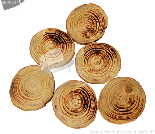 Image of Wood slices