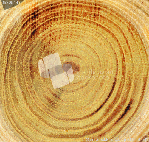 Image of Wood slice