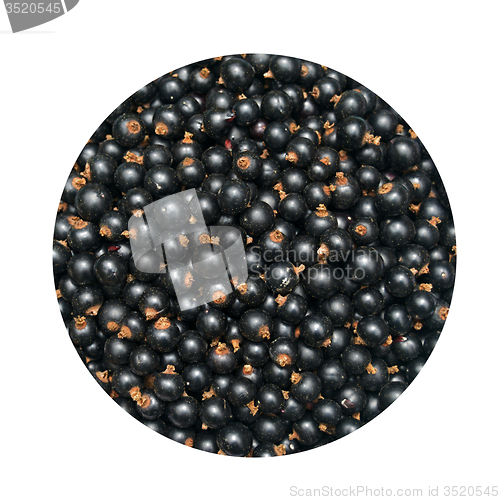 Image of Blackcurrant