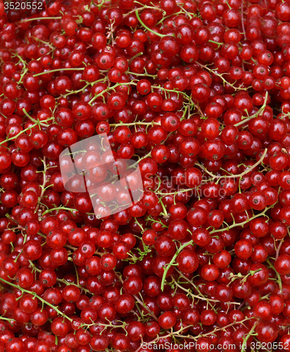 Image of Redcurrant