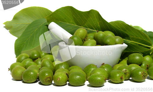 Image of Green young walnuts in husks