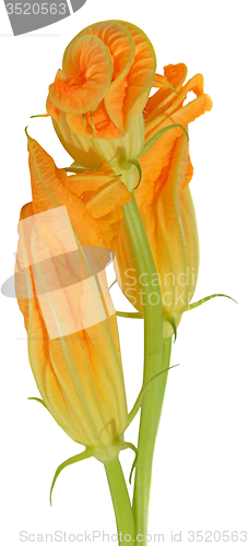 Image of Yellow courgette blossoms