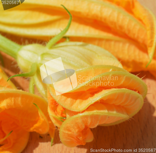 Image of Yellow courgette blossoms